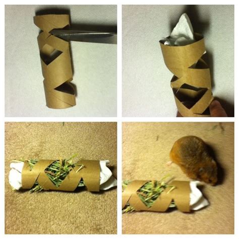 parrot enrichment with toilet rolls - Google Search | Hamster toys, Diy ...