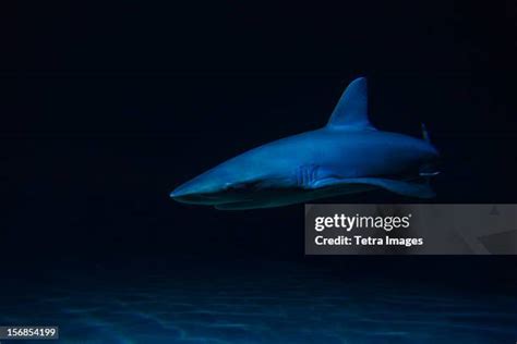 168 Shark Side View Stock Photos, High-Res Pictures, and Images - Getty ...