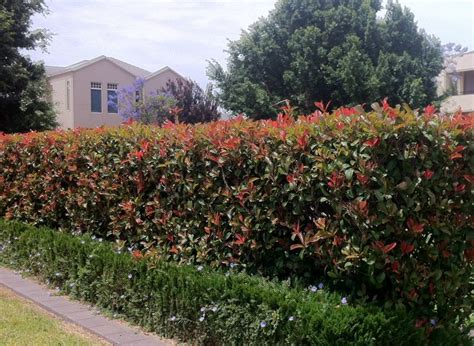 Common Types Of Plants Used As Hedges - Jim's Mowing NZ