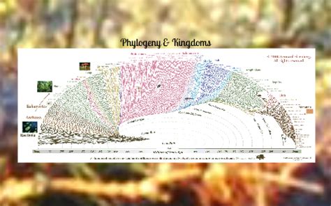 Phylogeny by amanda w