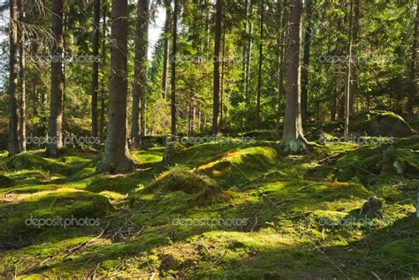 The primeval forest-HDR — Stock Photo © kropic #34426295