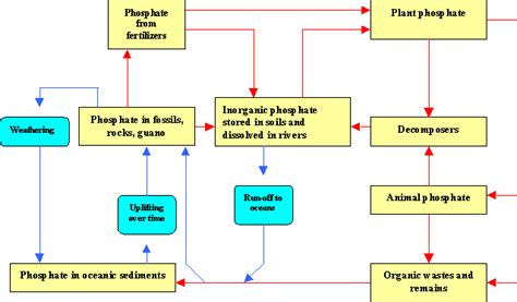 Phosphorus cycle