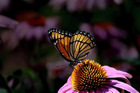 Victorious Viceroy Butterfly Photograph by Tracie Fernandez - Pixels