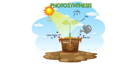 Diagram of Photosynthesis - GeeksforGeeks