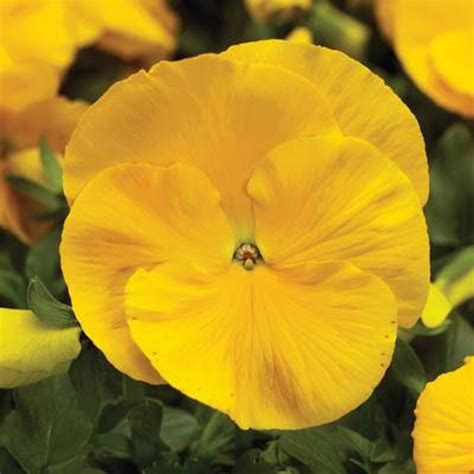 Bulk Pansy Seeds 500 Pansy Delta Yellow - Etsy