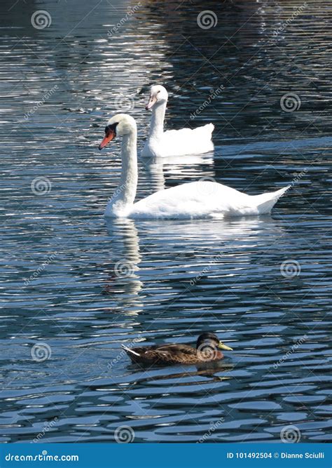 Swan Swan Duck stock photo. Image of nature, lake, swans - 101492504