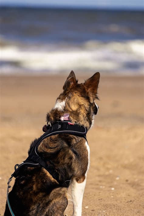 Dog Knee Brace: Support, Benefits, and Choosing Tips