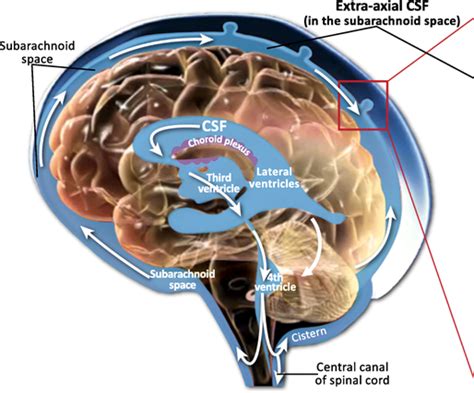 Diamox (Acetazolamide) side effects