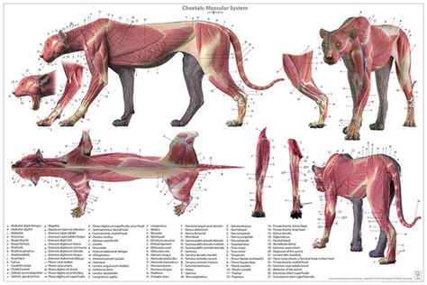 Cheetah Anatomy Chart – Jun's anatomy