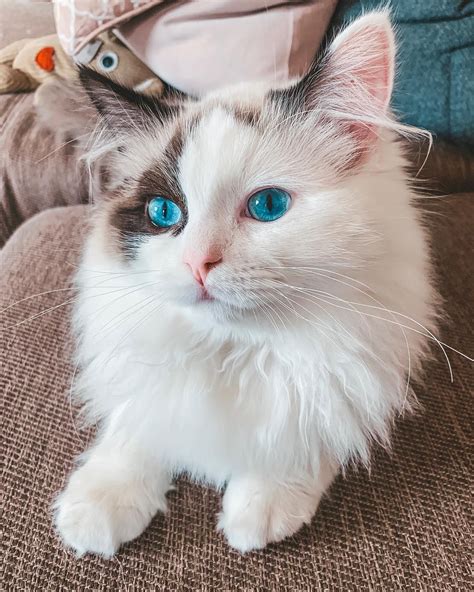 11 Cute Pictures of Ragdoll Cats