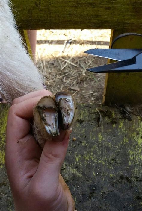 Still Waters Farm: Goat Hoof Trimming (it's easier than it looks) Raising Farm Animals, Raising ...