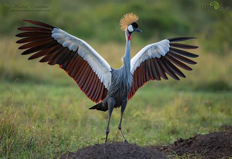 African Savanna Birds - Pets Lovers