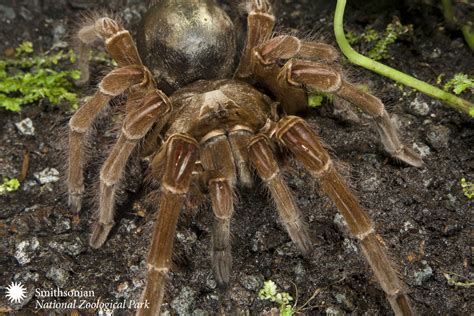 Smithsonian Insider – Goliath Bird-Eating Spider | Smithsonian Insider