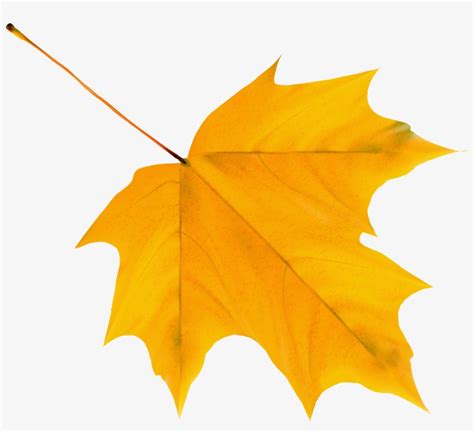 Yellow Autumn Leaf Png Clipart Image - Cartoon Autumn Leaf Png ...