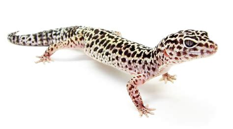 Leopard gecko - Wikipedia