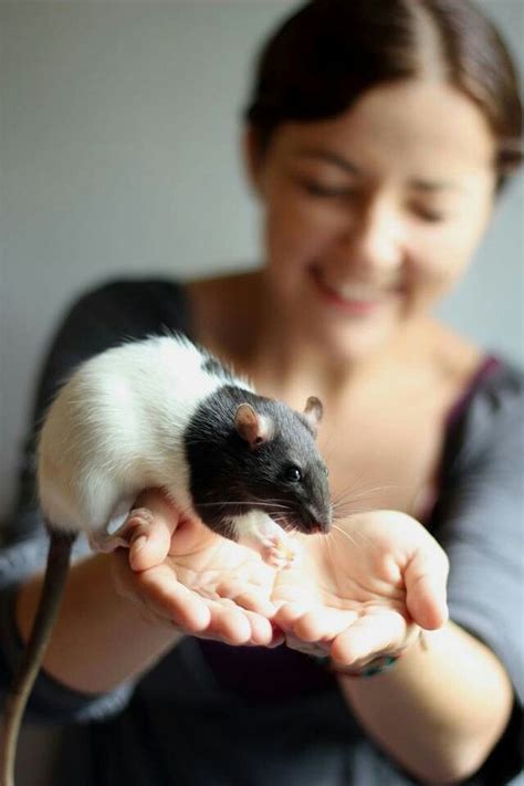 Beautiful pic of a black hooded rat and its human | pure joy | Hooded rat, Pet rats, Rats