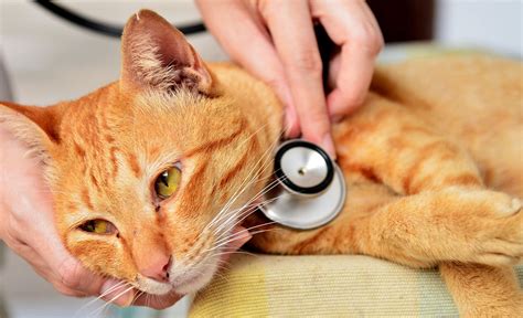 Feline leukaemia virus (FELV) in cats: what all cat owners need to kno– ZUKI