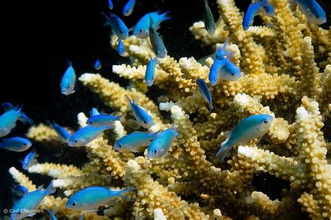 Blue Green Damselfish (Chromis viridis) on tropical coral reef - Agincourt reef, Great Barrier ...