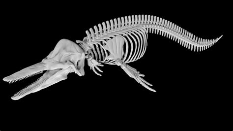 Dolphin skeleton 3d model Rigged and low poly - Team 3d Yard