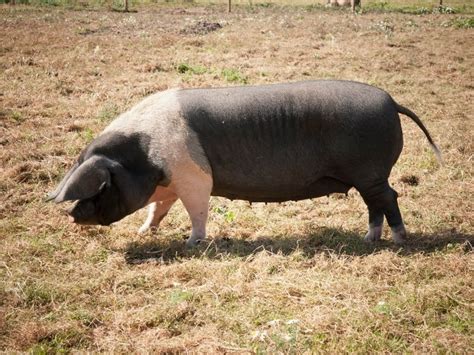 Different Types of Pigs – Domesticated Pig List and Guide 2023 - Northern Nester