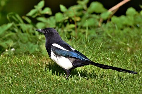 Two from the Corvid Family: A shot of a Magpie that I quite like and a ...