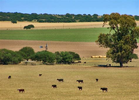 Region Pampeana Argentina: caracteristicas, clima, provincias y más