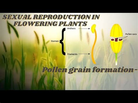 MICROSPOROGENESIS , SEXUAL REPRODUCTION IN FLOWERING PLANTS. # class 12 .# crash course - YouTube