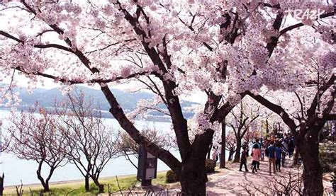 Gyeongju Cherry Blossom Festival 2019 Day Tour from Seoul - Trazy ...