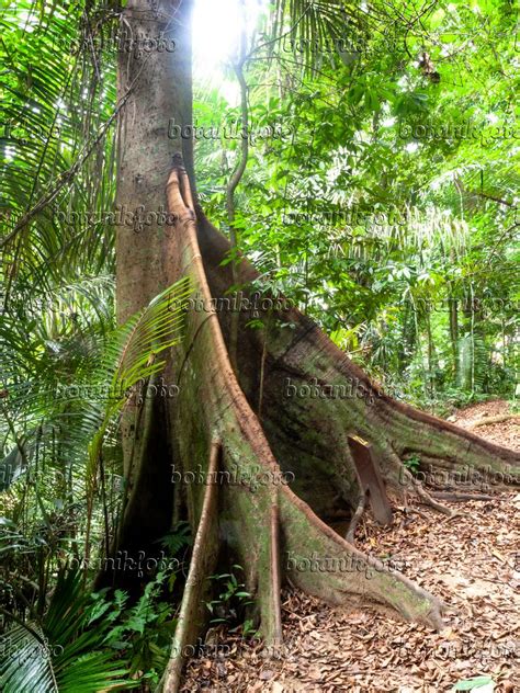 Image Buttress roots - 434352 - Images of Plants and Gardens - botanikfoto