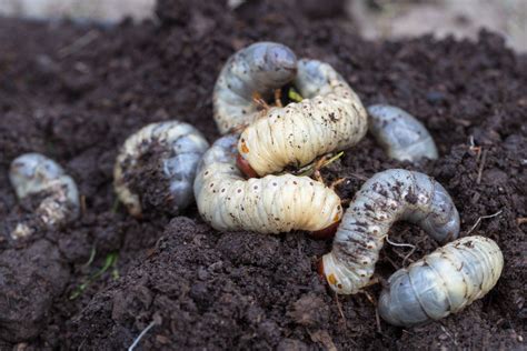 Chafer grub treatment: the best control methods - Plantura