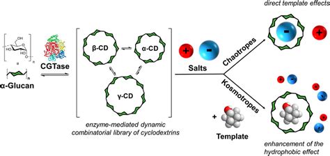 Frontiers | Chaotropic and Kosmotropic Anions Regulate the Outcome of Enzyme-Mediated Dynamic ...