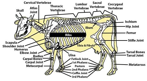 Beef Cattle Skeleton - Summary | Cow skeleton, Cattle, Beef cattle