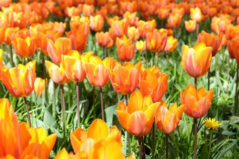 Orange tulips. | Free Photo - rawpixel