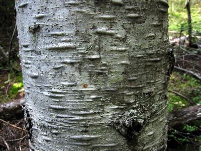 Pacific Silver Fir (Abies amabilis), Pacific northwest native tree