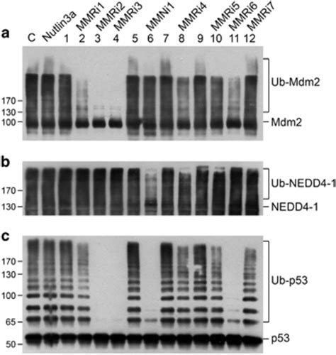 In vitro validation of HTS hits by ubiquitination assays. (a) Effects... | Download Scientific ...