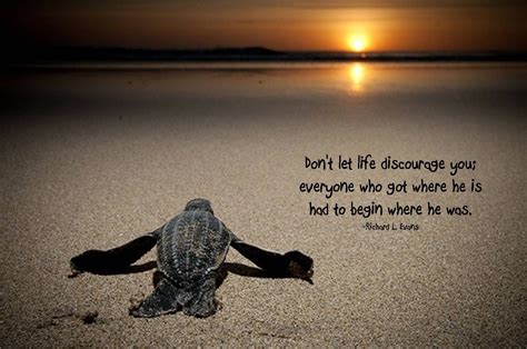 Quotes On Sea Turtles