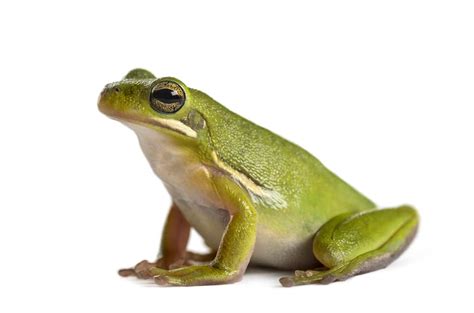 8 Awesome Types of Pet Frogs You Can Keep at Home