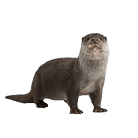 Download High Quality otter clipart transparent Transparent PNG Images ...