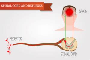 Transverse Myelitis : Symptoms, causes, diagnosis, & treatment | FactDr