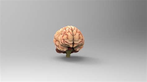 Brain 3D model Download for Free