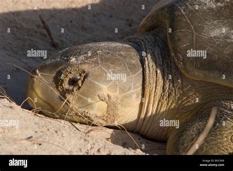 Australian flatback sea turtle ( Natator depressus ) nesting female ...