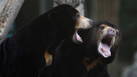 Sun Bears Mimic Each Other’s Faces. Scientists Didn’t Expect That ...