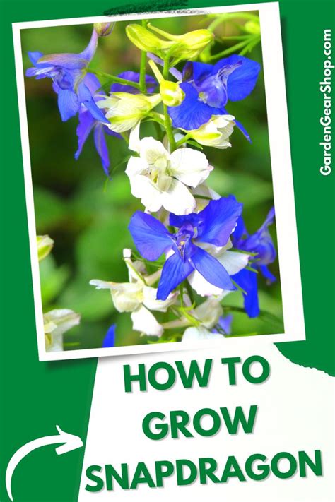 🌼 How to Grow Snapdragon Flowers 🌼