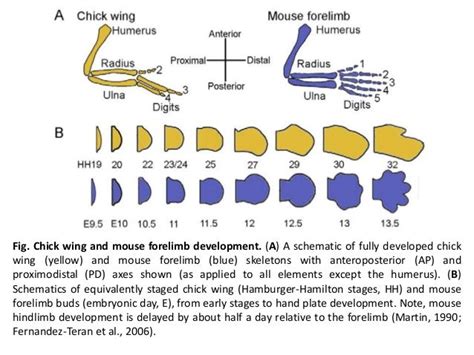 Limb development in vertebrates