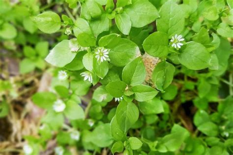 Chickweed (Stelaria Media) - Gaias Organic Gardens