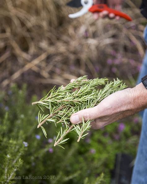 harvesting rosemary | Herbs, Harvest, Rosemary