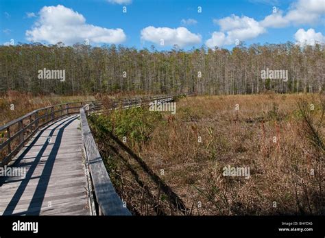 Boardwalk, Corkscrew Swamp Sanctuary, Florida, USA Stock Photo - Alamy