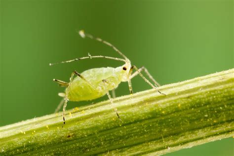 Aphids / Jassids - Cropserve