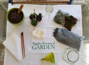 DIY closed terrarium | Naples Botanical Garden