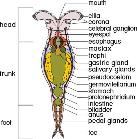 Bdelloid Rotifer stock vectors - iStock